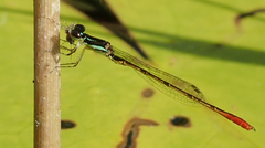 Agriocnemis victoria