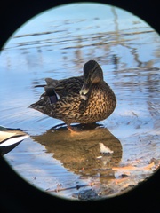 Anas platyrhynchos