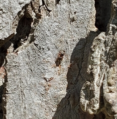 Chalcoscirtus diminutus