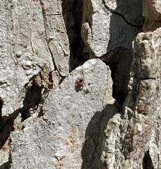 Chalcoscirtus diminutus