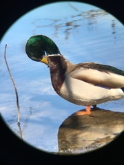Anas platyrhynchos