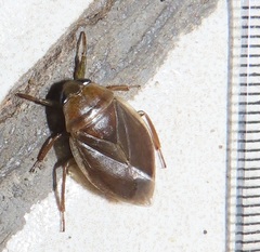 Appasus