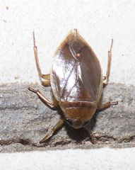 Appasus