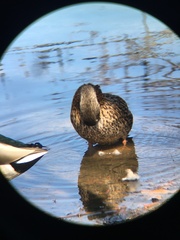 Anas platyrhynchos