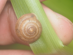 Dyakiidae