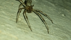 Nephilingis cruentata