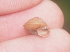 Dyakiidae