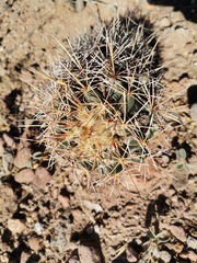 Coryphantha robustispina scheeri