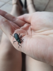 Coleoptera