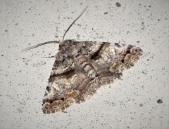 Metria amella