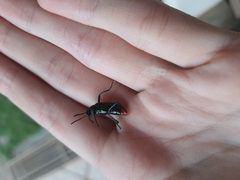 Coleoptera