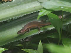 Eutropis rugifera