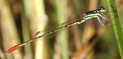 Agriocnemis victoria