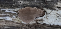 Phellopilus nigrolimitatus