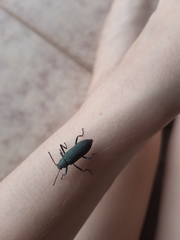 Coleoptera