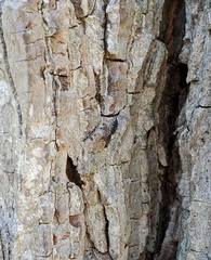 Cheliferoides segmentatus