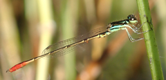 Agriocnemis victoria