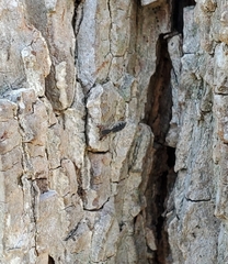 Cheliferoides segmentatus