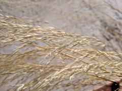 Sporobolus arenicola