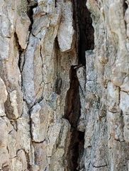 Cheliferoides segmentatus