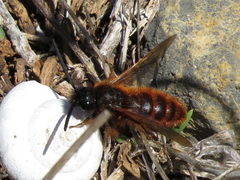 Dasyscolia ciliata