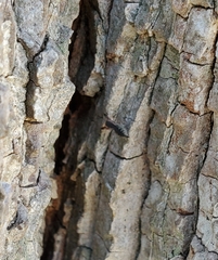 Cheliferoides segmentatus