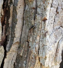 Cheliferoides segmentatus