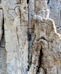 Cheliferoides segmentatus