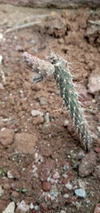 Opuntia aequatorialis
