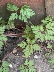 Geranium robertianum