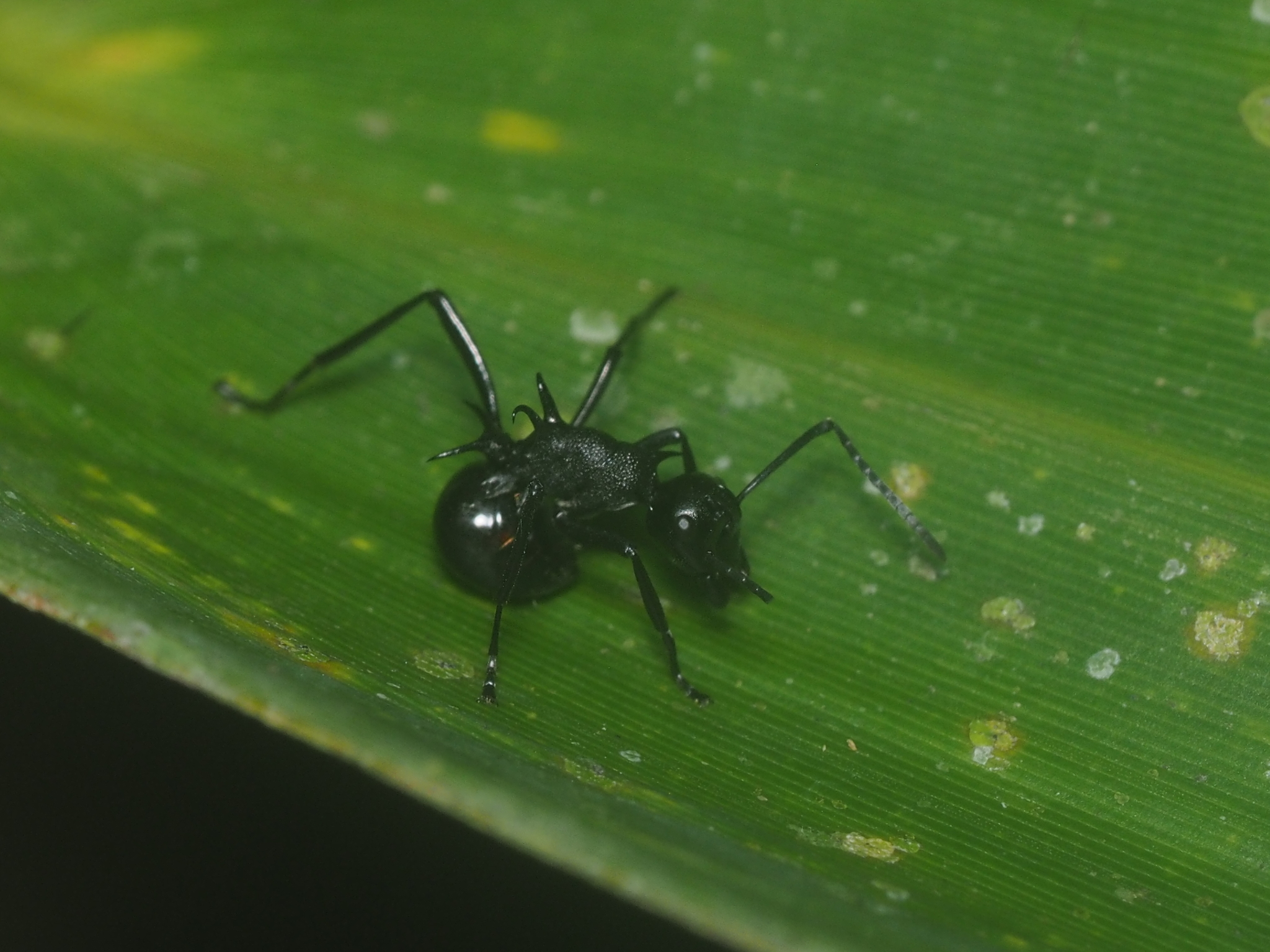 Polyrhachis arachne