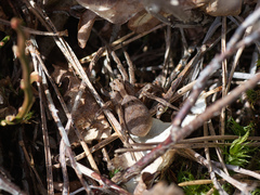 Alopecosa inquilina