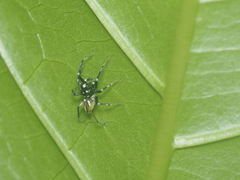 Phintella bifurcilinea