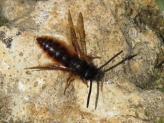 Dasyscolia ciliata