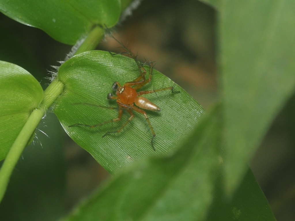 Burmese Lynx Spider (Oxyopes birmanicus)