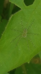 Thaumasia