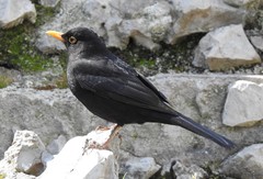 Turdus merula