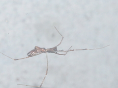 Argyrodes fissifrons