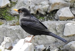 Turdus merula