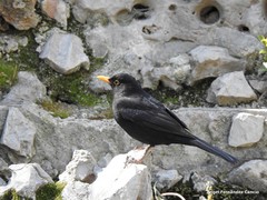 Turdus merula