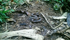 Liophidium rhodogaster