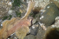 Nautichthys oculofasciatus