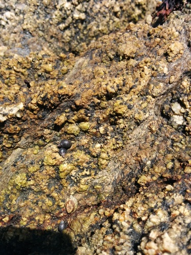 Littorinidae