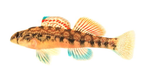 Coosa Darter
