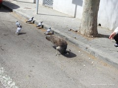 Columba livia domestica