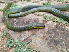 Chironius bicarinatus