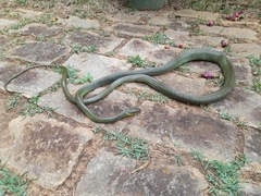 Chironius bicarinatus