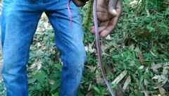 Liophidium rhodogaster