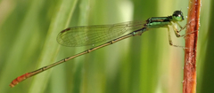 Agriocnemis exilis