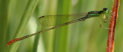 Agriocnemis exilis